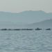 1020669_Cies_Peche