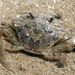 Crabe_P1050393