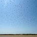 1020853_Corrubedo_Oiseaux