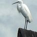 1020947_Aigrette