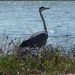 1030024_Noia_Heron