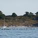 1020650_Cies_Cormorans