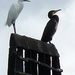 1020940_Aigrette_Cormoran