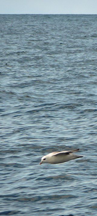 Fulmar_1100632