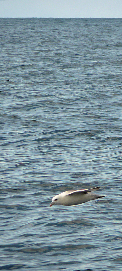 Fulmar_1100632