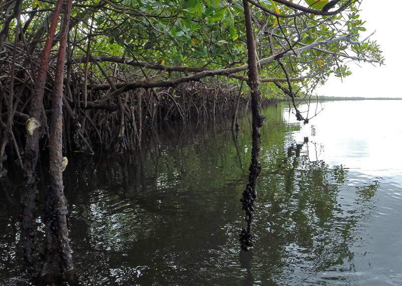 MANGROVE_GPR0193