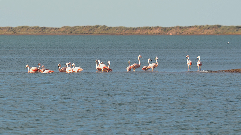 FLAMINGOS_DS_0618