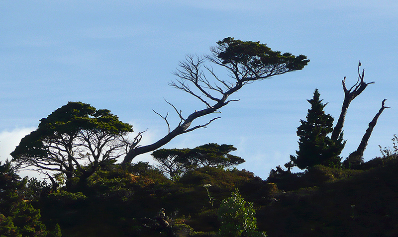 BONSAI_1200644