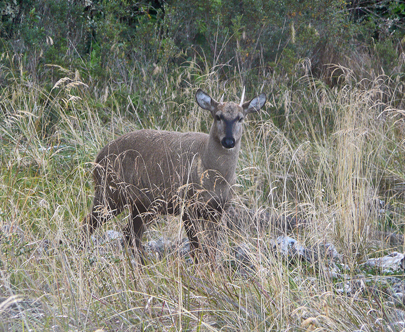 HUEMUL_1220470