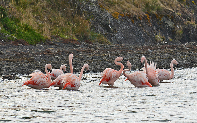 FLAMINGOS_DS_0416