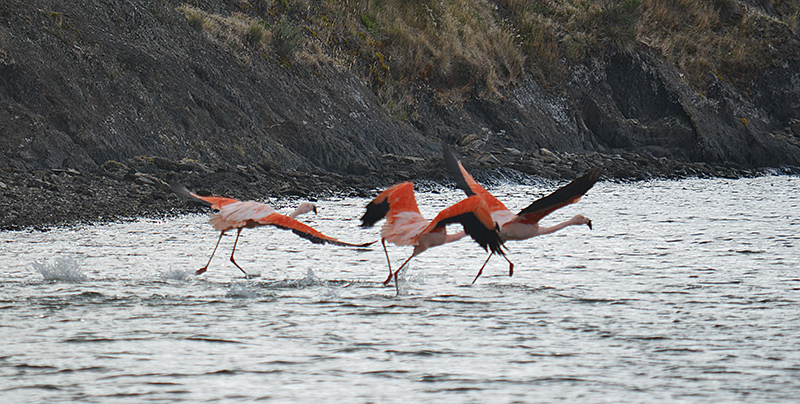 FLAMINGOS_DS_0429