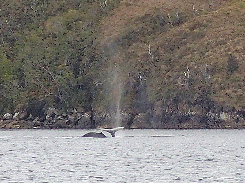 HUMPBACK_2104947