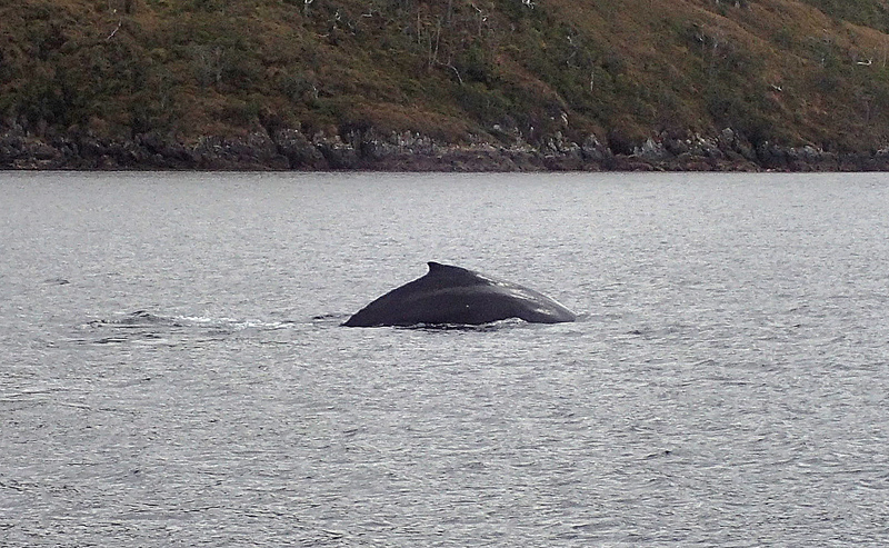 BALEINE_2104989b