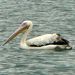 PELECANUS_1140267