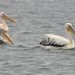 PELECANUS_DS_0400