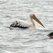 PELECANUS_DS_0414