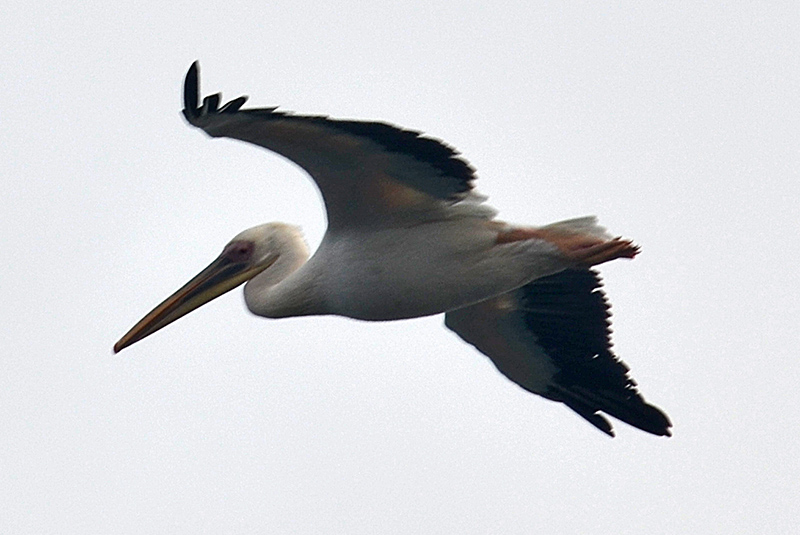 PELECANUS_DS_0435