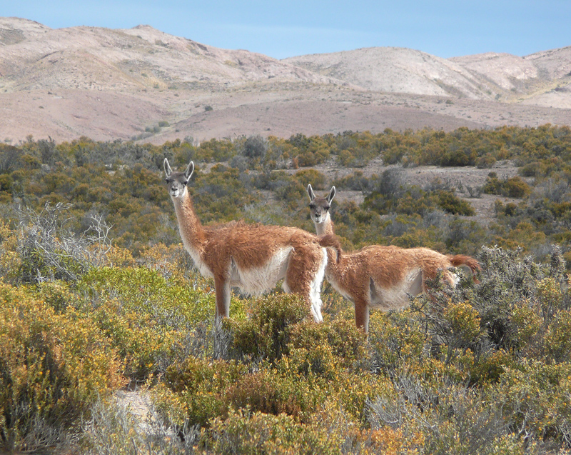 GUANACO_1190401