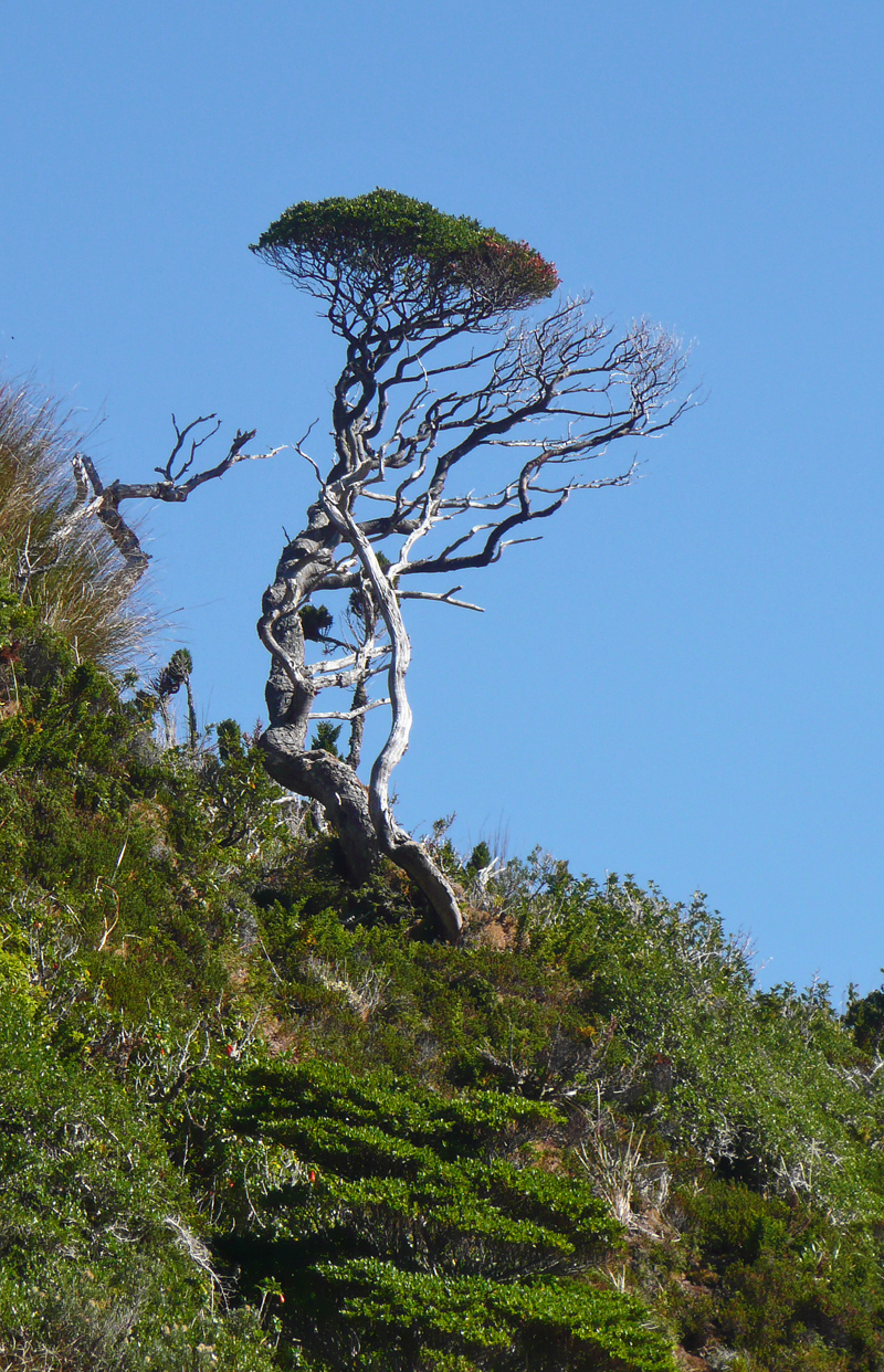 BONSAI_1200708