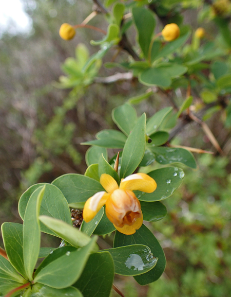 CALAFATE_FLEUR_A233268